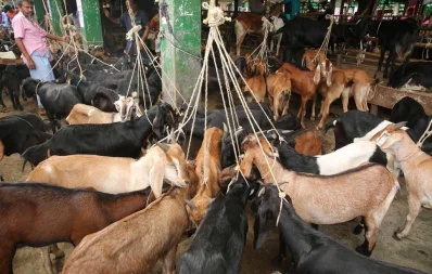 Syed Zakir Hossain/Dhaka Tribune