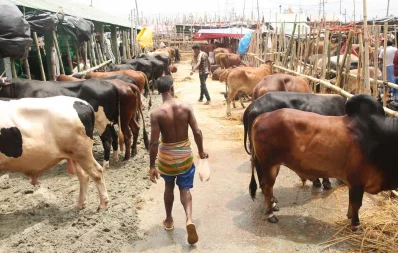Syed Zakir Hossain/Dhaka Tribune