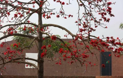 This photo of Bombax flower (Shimul) blossom was taken at Rayer Bazar in Dhaka | Syed Zakir Hossain/Dhaka Tribune