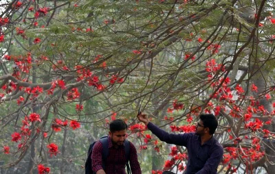 This photo of Bombax flower (Shimul) blossom was taken at Rayer Bazar in Dhaka |  Syed Zakir Hossain/Dhaka Tribune