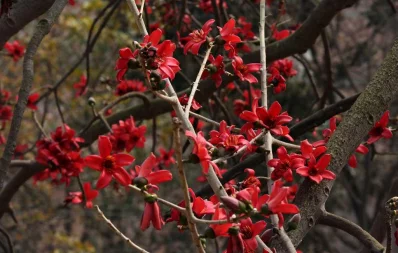 This photo of Bombax flower (Shimul) blossom was taken at Rayer Bazar in Dhaka | Syed Zakir Hossain/Dhaka Tribune