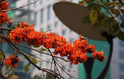 This photo of Free Fire flower (Palash) was taken at Hatirjheel in Dhaka | Syed Zakir Hossain/Dhaka Tribune