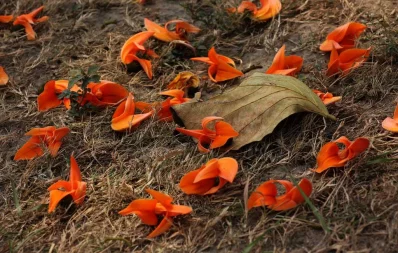 This photo of Free Fire flower (Palash) was taken at Hatirjheel in Dhaka | Syed Zakir Hossain/Dhaka Tribune