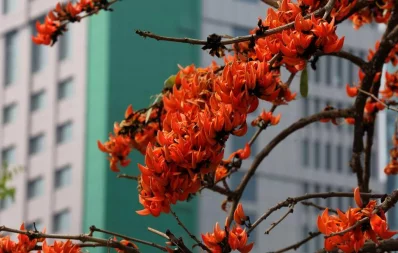 This photo of Free Fire flower (Palash) was taken at Hatirjheel in Dhaka | Syed Zakir Hossain/Dhaka Tribune
