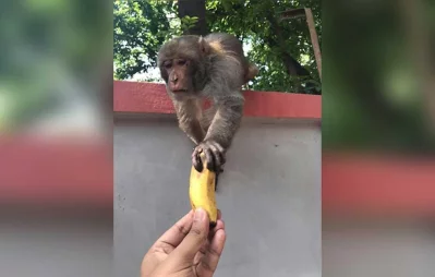 In pictures: Lending a hand to animals