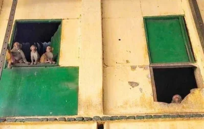In pictures: Lending a hand to animals