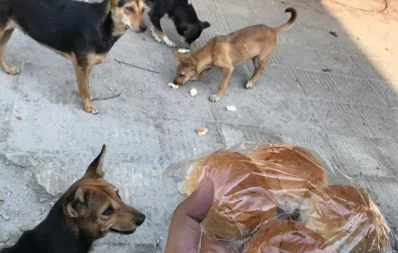 In pictures: Lending a hand to animals