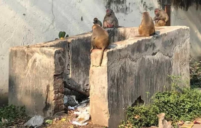 In pictures: Lending a hand to animals