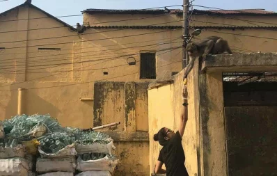 In pictures: Lending a hand to animals
