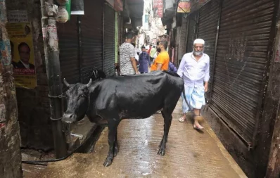 Photo shows a sacrificial animal tied with pillar standing on a road on Saturday, August 1, 2020 Rajib Dhar/Dhaka Tribune