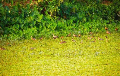 Migratory birds starts flocking at the Islamic University Lake in Kushtia with the advancement of winter UNB