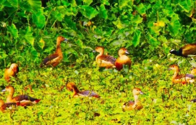 Migratory birds starts flocking at the Islamic University Lake in Kushtia with the advancement of winter UNB