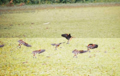 Migratory birds starts flocking at the Islamic University Lake in Kushtia with the advancement of winter UNB