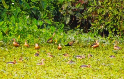 Migratory birds starts flocking at the Islamic University Lake in Kushtia with the advancement of winter UNB