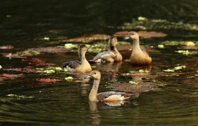 Syed Zakir Hossain/Dhaka Tribune