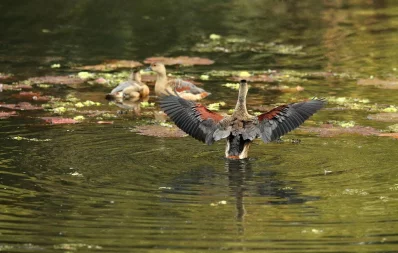Syed Zakir Hossain/Dhaka Tribune