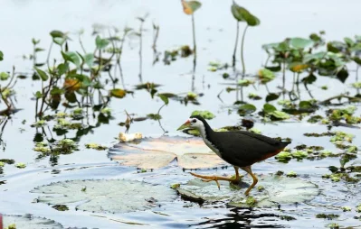 Photo: Syed Zakir Hossain/Dhaka Tribune