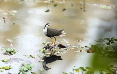 Photo: Syed Zakir Hossain/Dhaka Tribune