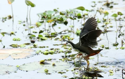 Photo: Syed Zakir Hossain/Dhaka Tribune