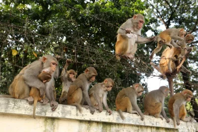 In Pictures: In search for food