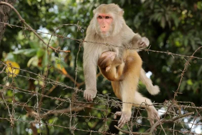 In Pictures: In search for food