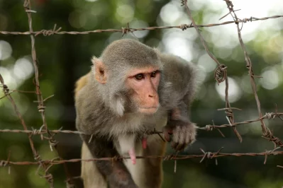 In Pictures: In search for food