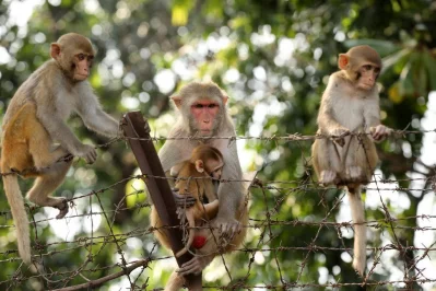 In Pictures: In search for food