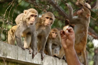 In Pictures: In search for food