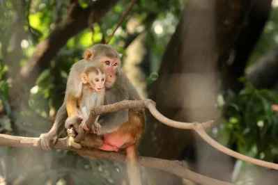 In Pictures: In search for food