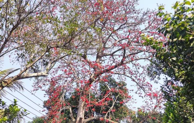 Dhaka Tribune