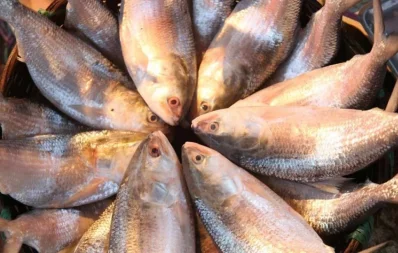Ilish fish