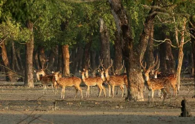 File image of Sundarbans. Photo: Dhaka Tribune