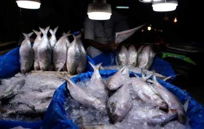 File image of ilish. Photo: Mahmud Hossain Opu/ Dhaka Tribune