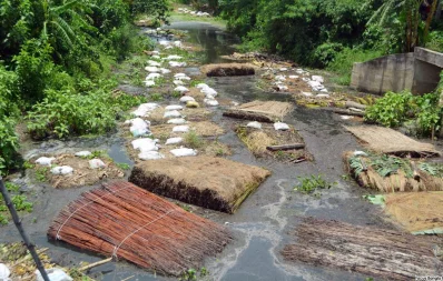 The file image shows harvested jute being soaked and rotted in water, Faridpur on Friday, August 4, 2023. Photo: Focus Bangla