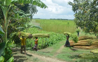 The file image shows farmers harvesting raw jute in Faridpur on Friday, August 4, 2023. Photo: Focus Bangla