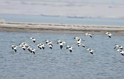 Birds