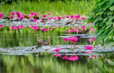 Lesser Whistling Duck