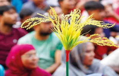 This image shows a sheaf of paddy, the electoral symbol of BNP. Photo: Mehedi Hasan/Dhaka Tribune