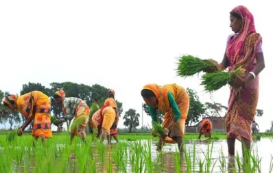 The undated image shows women cultivating paddy. Photo: Collected