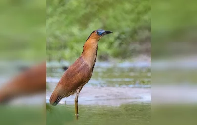 Malayan Night-Heron. Photo: Sofia Zaman 
