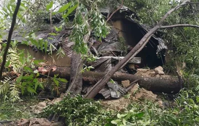 The image shows trees that fell on a mud house, causing damage due to Cyclone Hamoon in Chittagong on Wednesday, October 25, 2023. Photo: Dhaka Tribune