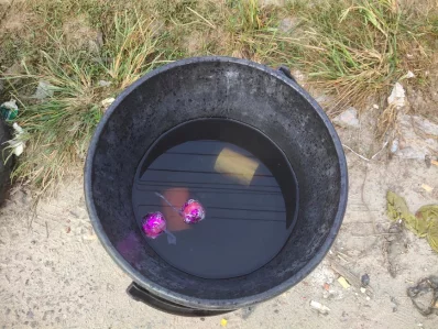 The image shows the recovered bombs kept in a bucket in Dhamrai on Saturday, October 28, 2023. Photo: Dhaka Tribune