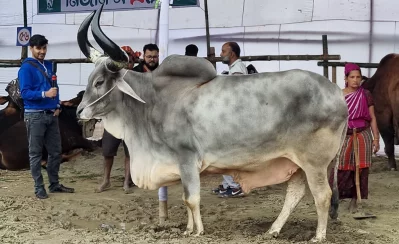The photo shows a Rajasthani cow weighing 800kg at BDFA North Bengal Cow Fair in Bogra on Friday, December 8, 2023. Photo: Dhaka Tribune 