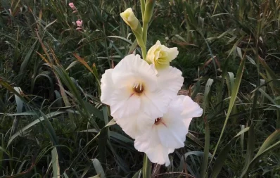 File image of a flower garden. Photo: Probir Kumar Sarker