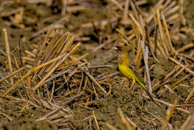 Red-headed Bunting. Photo: Zayed Imran Choudhury