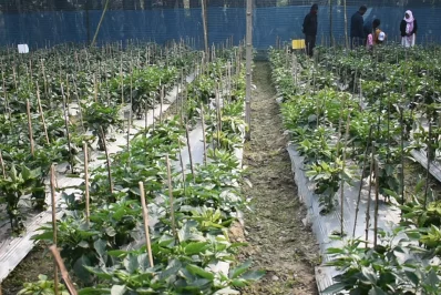 The image shows capsicum farming in Kushtia. Photo: Dhaka Tribune