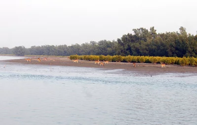 This undated file image shows deer in the Sundarbans. Photo: Dhaka Tribune