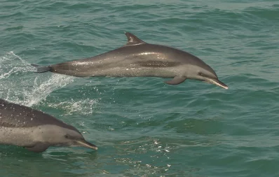 Pantropical spotted dolphins. Photo: WCS Bangladesh