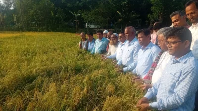 Bangladesh Rice Research Institute Director General Md Shahjahan Kabir, along with other officials visits a paddy  field in Khulna on Wednesday, April 24, 2024. Photo: Dhaka Tribune 