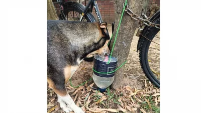 A dog drinks water from a container installed by students at Dhaka University. Photo: Dhaka Tribune
